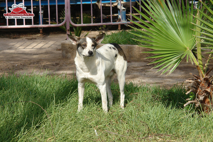 Sindibad's watchdogs are very soft and fluffy