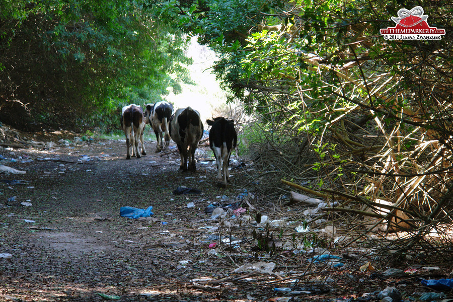 Follow the cows through the trash...