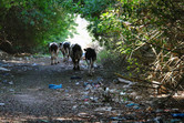 Follow the cows through the trash...