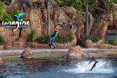 Dolphin show