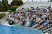 SeaWorld's signature killer whale show