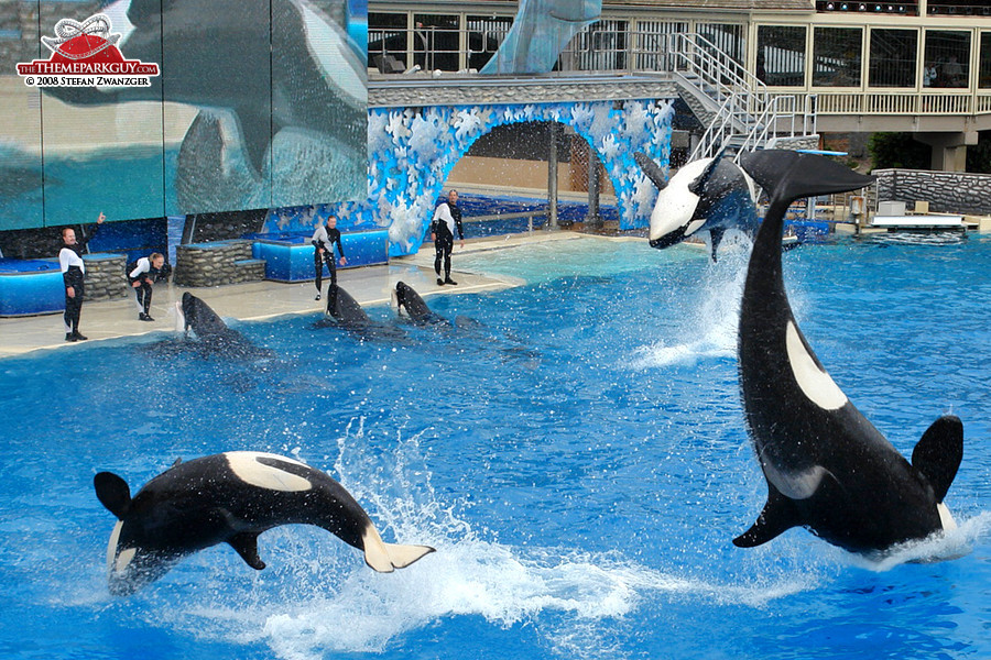 Six killer whales!