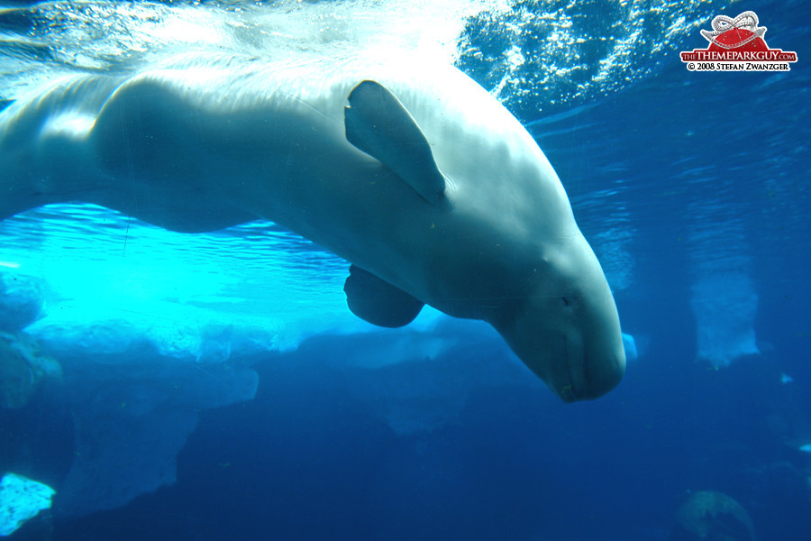 This beautiful creature inhabits the seas surrounding Canada, Alaska and Russia