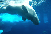 This beautiful creature inhabits the seas surrounding Canada, Alaska and Russia