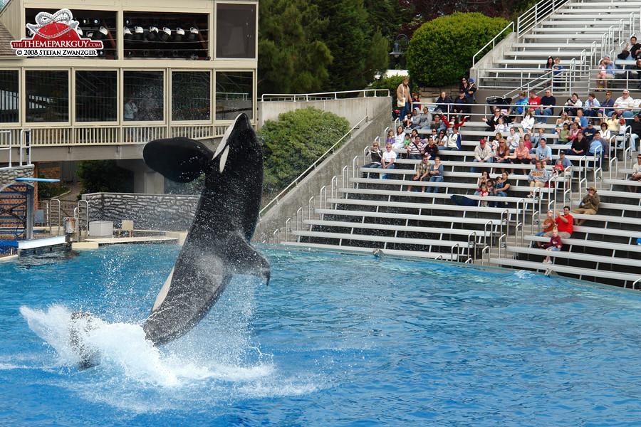 Jumping killer whale