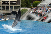 Jumping killer whale