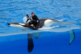 Killer whale with trainer