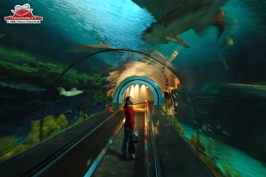 Shark tank tunnel