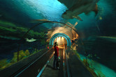 Shark tank tunnel