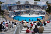 Sea lion show