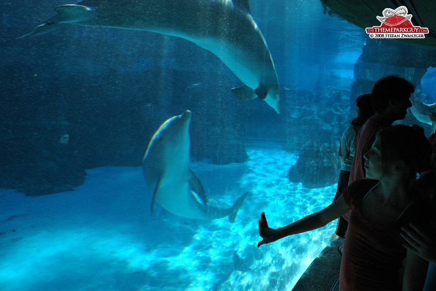 Dolphin aquarium