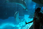 Dolphin aquarium