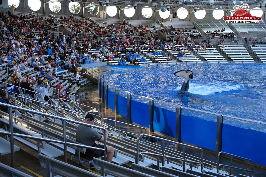 Killer whale greeting