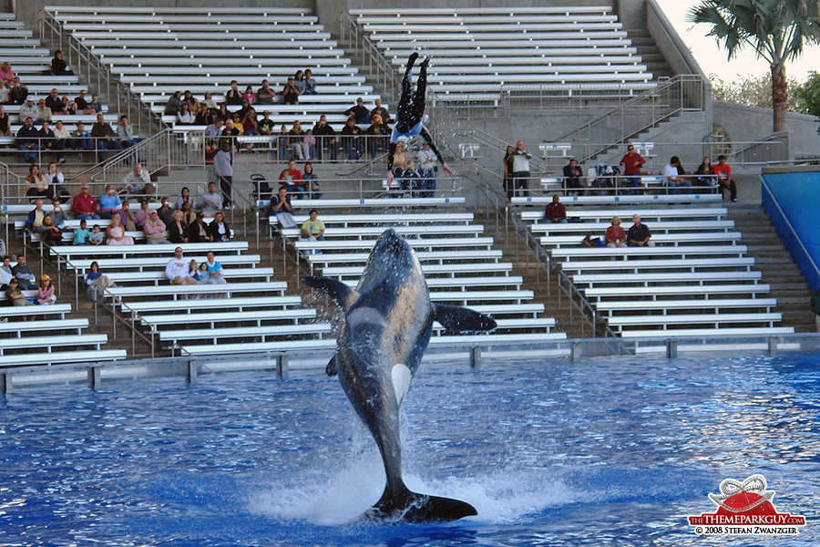 SeaWorld Orlando killer whale show