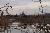 The swamplands and the Shanghai Disney castle