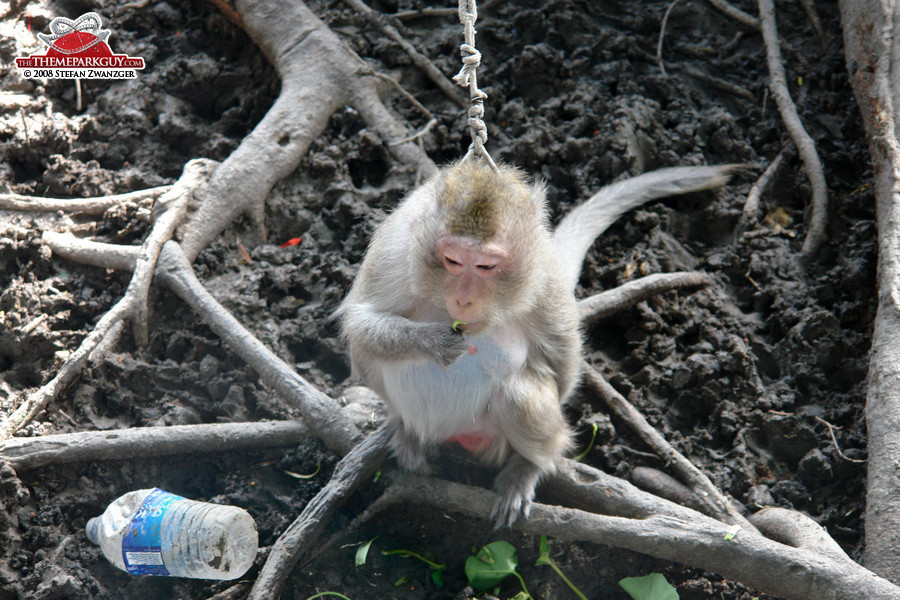 Poor monkey on a leash