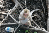 Poor monkey on a leash