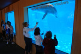 Dolphin aquarium