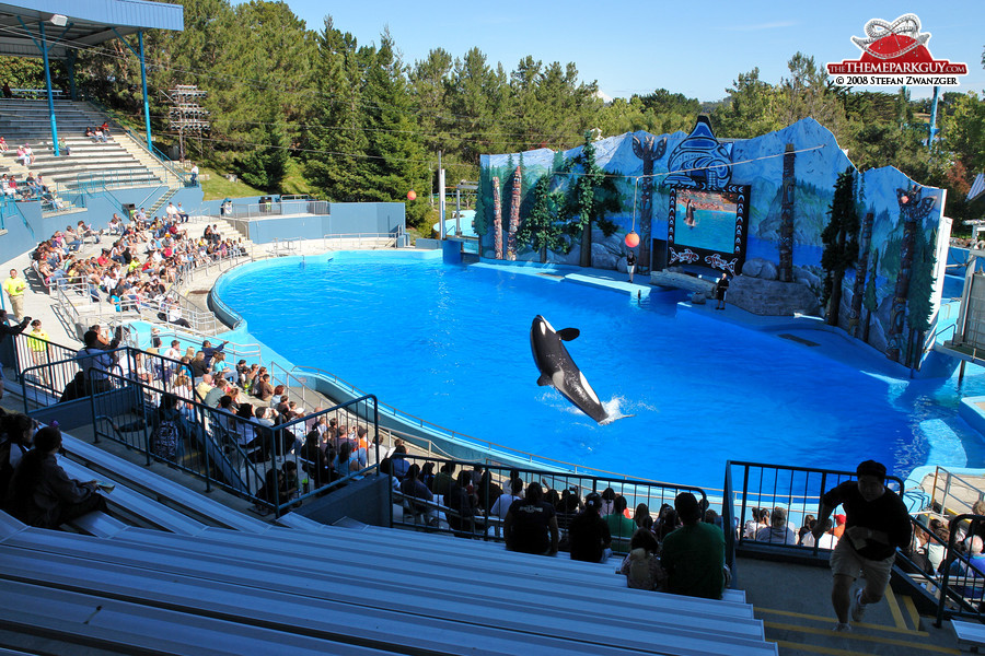 Killer whale show