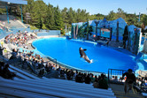 Killer whale show