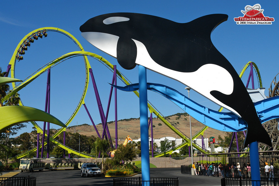 Roller coasters and killer whales