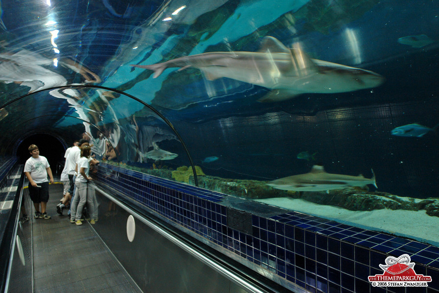 Shark tank tunnel