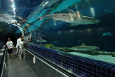 Shark tank tunnel