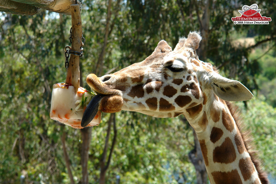 Gourmet giraffe