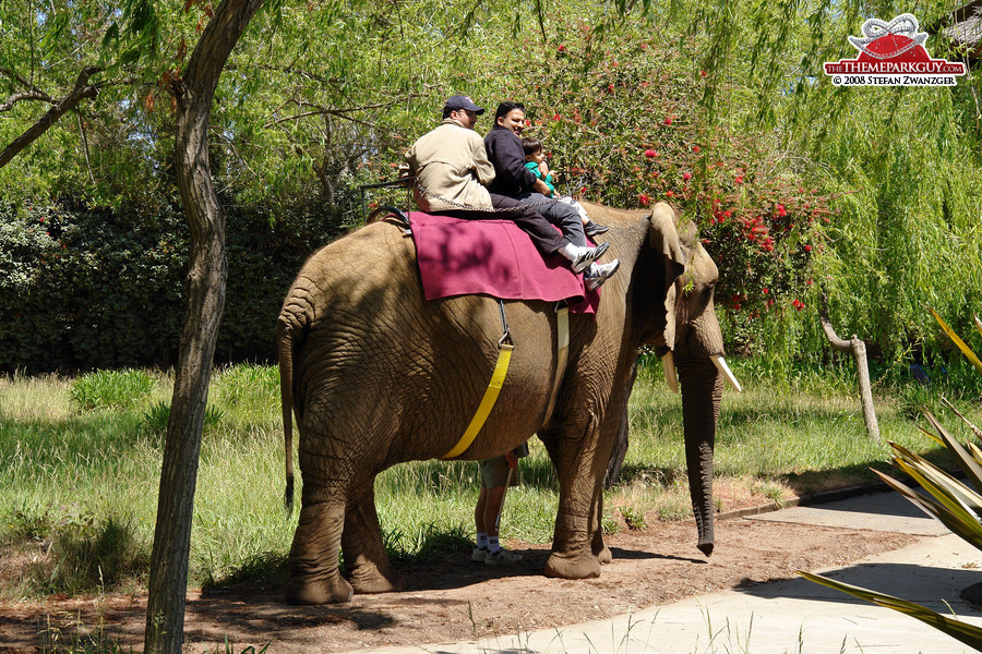 Elephant ride