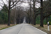 Country road through forest in north-eastern Germany