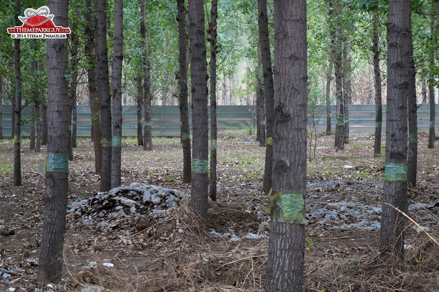 Wall in the woods