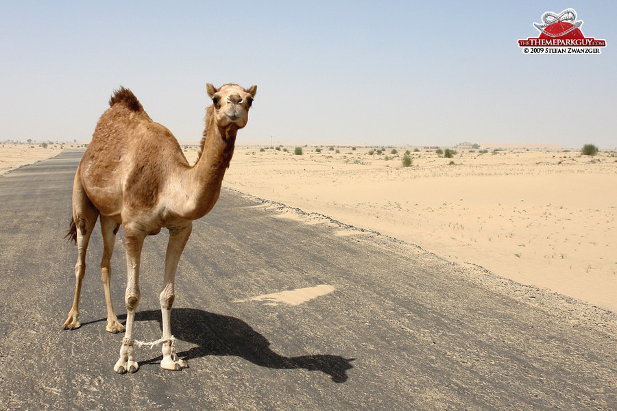 Camel on the deserted access road