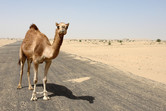 Camel on the deserted access road