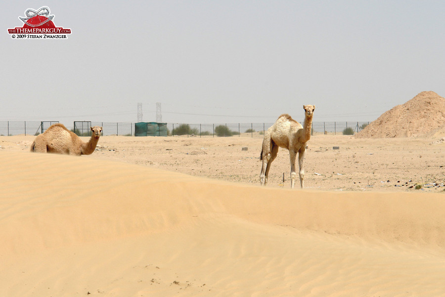 More camels