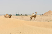 More camels