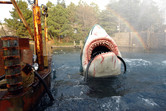 Shark attack with rainbow