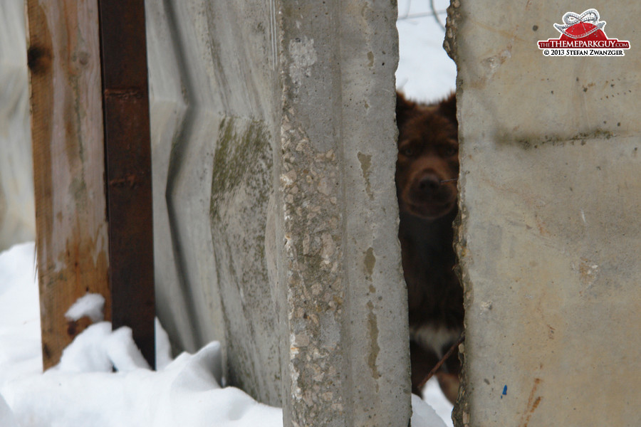 Russian bear? No, it's just a grim dog in Annino!