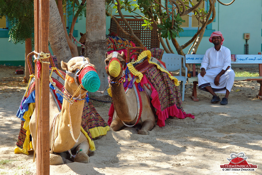 Unemployed camels
